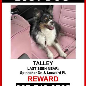 Image of Talley, Lost Dog