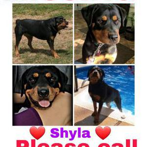 Lost Dog Shyla