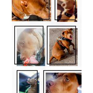 Lost Dog Ace Lewis