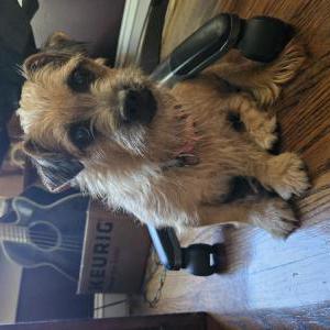 Lost Dog Winnie