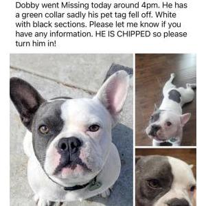 Lost Dog Dobby