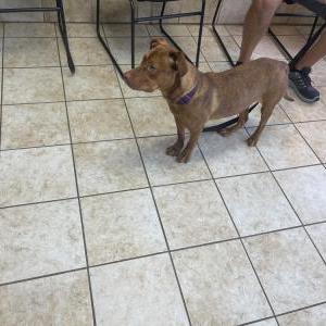 Image of Unknown, Found Dog