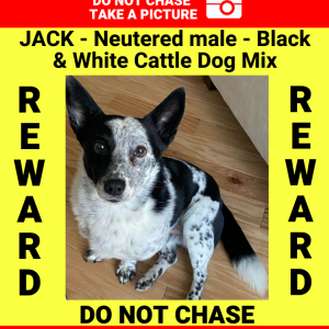 Lost Dog Jack