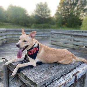 Lost Dog Milo