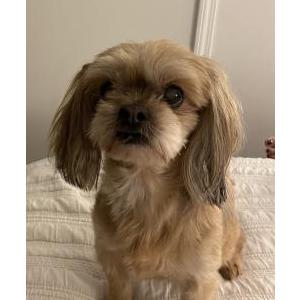 Lost Dog Suki