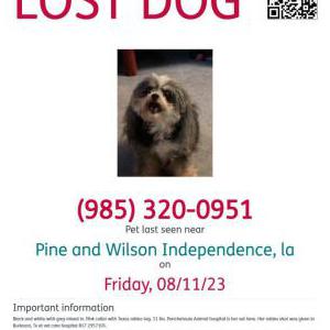Lost Dog Widget