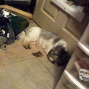 Found Dog Unknown