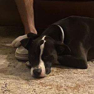 Lost Dog Gus