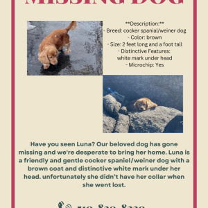 Image of luna, Lost Dog