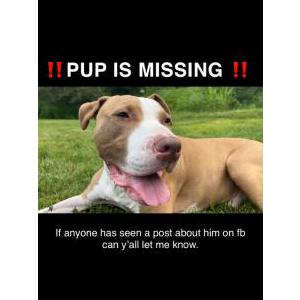 Lost Dog Rocco