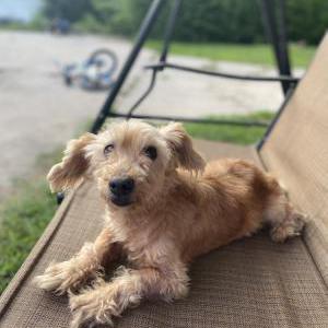 Lost Dog Bubbers