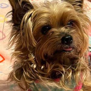 Lost Dog Lola