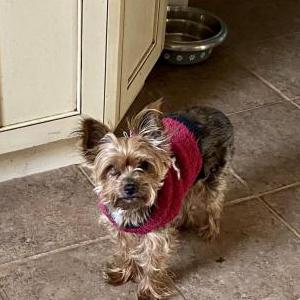 2nd Image of Lola, Lost Dog