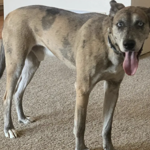 Lost Dog Apollo