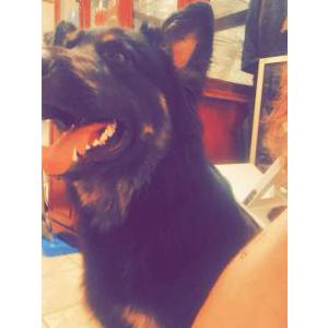 Lost Dog Bear
