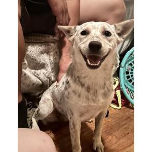 Found Dog Unknown