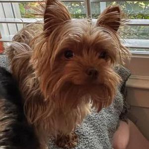 Image of Sassy, Lost Dog