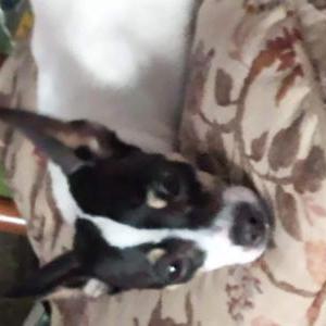 Lost Dog Steven