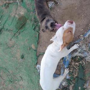Image of Bekla, Lost Dog