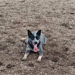 Lost Dog Diesel