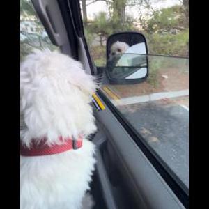 Lost Dog Nima