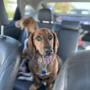 Lost Dog Penny