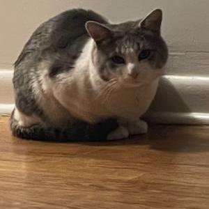 Lost Cat Percy