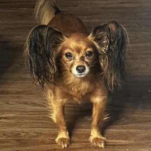 Image of Rexxy, Lost Dog
