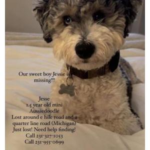 Lost Dog Jesse