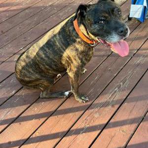 Found Dog Unknown
