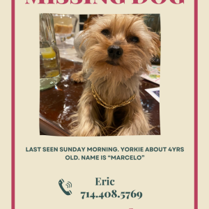 Lost Dog Marcelo