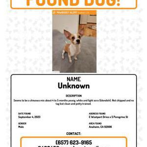 Found Dog unknowm