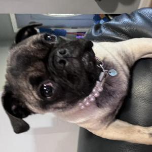 Lost Dog waffles