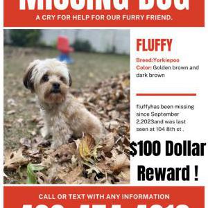 Lost Dog Fluffy