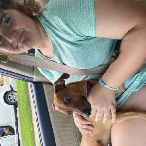 Lost Dog Junior