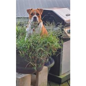 Lost Dog rosymaria