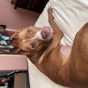 Found Dog Red pit bull