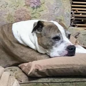 Lost Dog Tesla