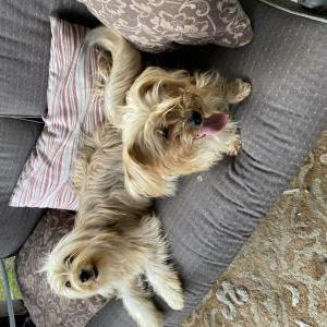 Image of Mia, princess, Lost Dog
