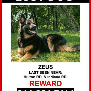 Image of Zeus, Lost Dog