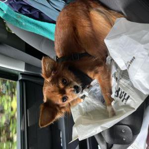 Lost Dog Larry