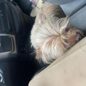 2nd Image of Froto, Lost Dog