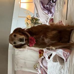 Lost Dog Bella Moore