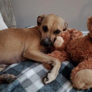 Image of Bailey, Lost Dog