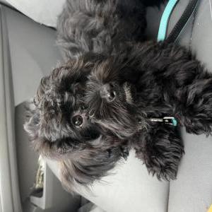 Image of Onyx, Lost Dog
