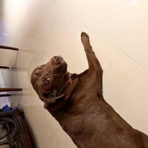 Lost Dog Kahlua