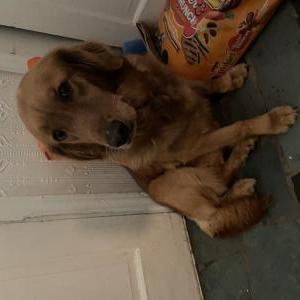 Lost Dog Candy