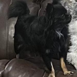 Image of Boo Boo, Lost Dog
