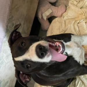 Image of Reign, Lost Dog
