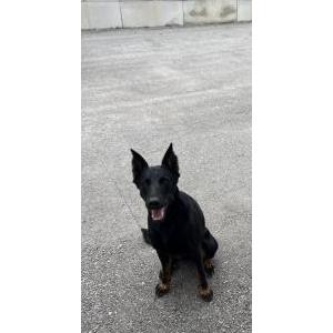 Image of Oksana, Lost Dog